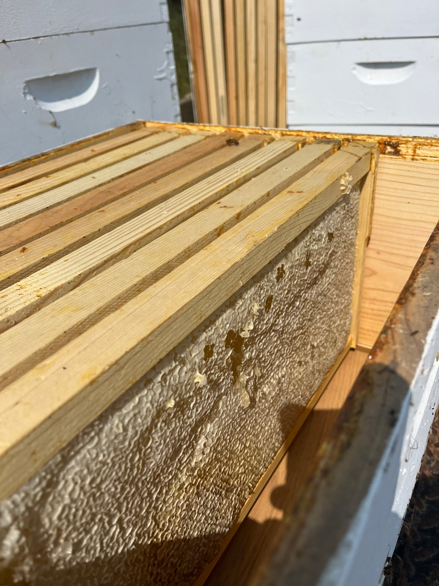 Regenerative Honey & Unfiltered - 1 Gallon